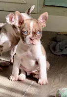 Red and white male, a male Boston Terrier for sale in Sardis, MS – 1 of 6