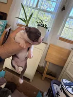 Chocolate and white male, a male Boston Terrier for sale in Sardis, MS – 10 of 10