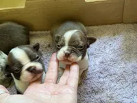 Chocolate and white male, a male Boston Terrier for sale in Sardis, MS – 1 of 10