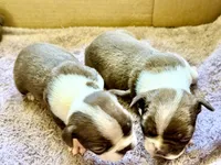 Boston terriers , a male Boston Terrier for sale in Sardis, MS – 8 of 9