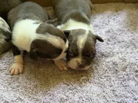 Chocolate and white male, a male Boston Terrier for sale in Sardis, MS – 8 of 10