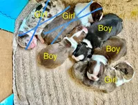Boston terriers , a male Boston Terrier for sale in Sardis, MS – 3 of 9
