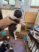 Boston terriers , a male Boston Terrier for sale in Sardis, MS – 9 of 9
