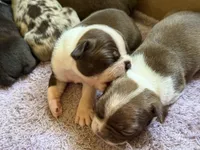 Chocolate and white male, a male Boston Terrier for sale in Sardis, MS – 4 of 10