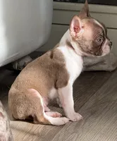 Red and white male, a male Boston Terrier for sale in Sardis, MS – 3 of 6