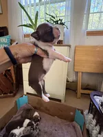 Boston terriers , a male Boston Terrier for sale in Sardis, MS – 5 of 9