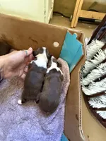 Chocolate and white male, a male Boston Terrier for sale in Sardis, MS – 5 of 10