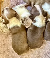 Chocolate and white male, a male Boston Terrier for sale in Sardis, MS – 2 of 10