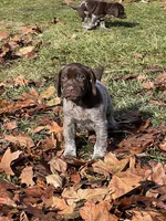 Orange Male, a male German Shorthaired Pointer for sale in St. Charles, IL – Photo 4 of 7