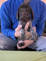 Orange Male, a male German Shorthaired Pointer for sale in St. Charles, IL – Photo 1 of 7