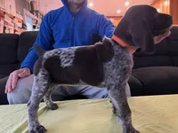 Orange Male, a male German Shorthaired Pointer for sale in St. Charles, IL – Photo 3 of 7