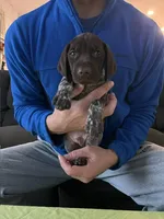 Red Male, a male German Shorthaired Pointer for sale in St. Charles, IL – Photo 1 of 6