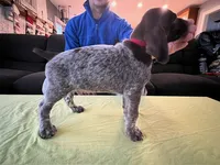 Red Male, a male German Shorthaired Pointer for sale in St. Charles, IL – Photo 3 of 6