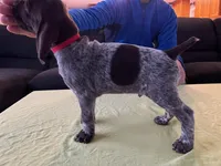 Red Male, a male German Shorthaired Pointer for sale in St. Charles, IL – Photo 2 of 6