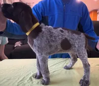 Yellow Female, a female German Shorthaired Pointer for sale in St. Charles, IL – Photo 2 of 6