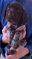 Yellow Female, a female German Shorthaired Pointer for sale in St. Charles, IL – Photo 1 of 6