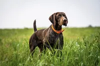 Yellow Female, a female German Shorthaired Pointer for sale in St. Charles, IL – Photo 4 of 6