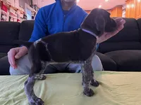 Purple Female, a female German Shorthaired Pointer for sale in St. Charles, IL – Photo 3 of 6