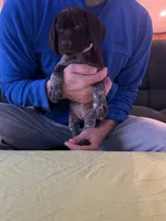 Purple Female, a female German Shorthaired Pointer for sale in St. Charles, IL – Photo 1 of 6