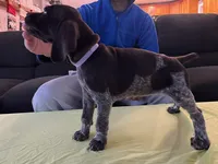Purple Female, a female German Shorthaired Pointer for sale in St. Charles, IL – Photo 2 of 6