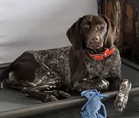 Green Female, a female German Shorthaired Pointer for sale in St. Charles, IL – Photo 7 of 7