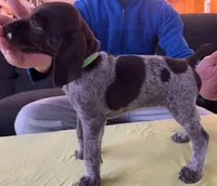 Green Female, a female German Shorthaired Pointer for sale in St. Charles, IL – Photo 2 of 7