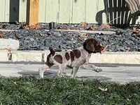Green Female, a female German Shorthaired Pointer for sale in St. Charles, IL – Photo 4 of 7