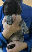 Green Female, a female German Shorthaired Pointer for sale in St. Charles, IL – Photo 1 of 7