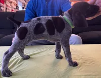 Green Female, a female German Shorthaired Pointer for sale in St. Charles, IL – Photo 3 of 7