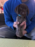Light Blue Female, a female German Shorthaired Pointer for sale in St. Charles, IL – Photo 1 of 6