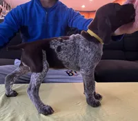 Light Blue Female, a female German Shorthaired Pointer for sale in St. Charles, IL – Photo 3 of 6