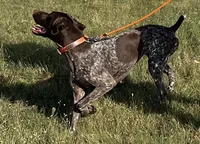 Light Blue Female, a female German Shorthaired Pointer for sale in St. Charles, IL – Photo 5 of 6