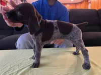 Light Blue Female, a female German Shorthaired Pointer for sale in St. Charles, IL – Photo 2 of 6