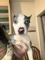 Diamond , a female American Bully for sale in Fort Wayne, IN – 3 of 3