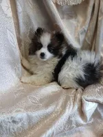 Tilly, a female Pomeranian for sale in Fort Wayne, IN – Photo 1 of 5