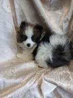 Tilly, a female Pomeranian for sale in Fort Wayne, IN – Photo 3 of 5