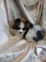 Tilly, a female Pomeranian for sale in Fort Wayne, IN – Photo 4 of 5