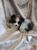 Tilly, a female Pomeranian for sale in Fort Wayne, IN – Photo 2 of 5