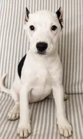 Xena, a female American Pit Bull Terrier for sale in Fort Wayne, IN – 2 of 3