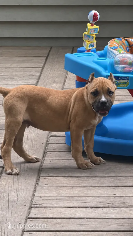 Bruce XL bully – American Bully puppy for sale in Fort Wayne, IN
