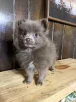 Freya , a female Pomeranian for sale in Fort Wayne, IN – 1 of 4