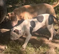 Snoopy-FREE loving home only , a male American Bully for sale in Fort Wayne, IN – 3 of 3