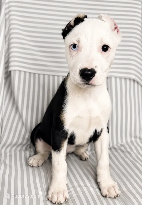 Parker  – American Pit Bull Terrier puppy for sale in Fort Wayne, IN