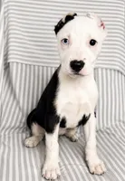 Parker , a male American Pit Bull Terrier for sale in Fort Wayne, IN – 1 of 2