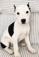 Xena, a female American Pit Bull Terrier for sale in Fort Wayne, IN – 3 of 3