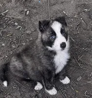 Buster , a male Border Collie for sale in Fort Wayne, IN – 2 of 3