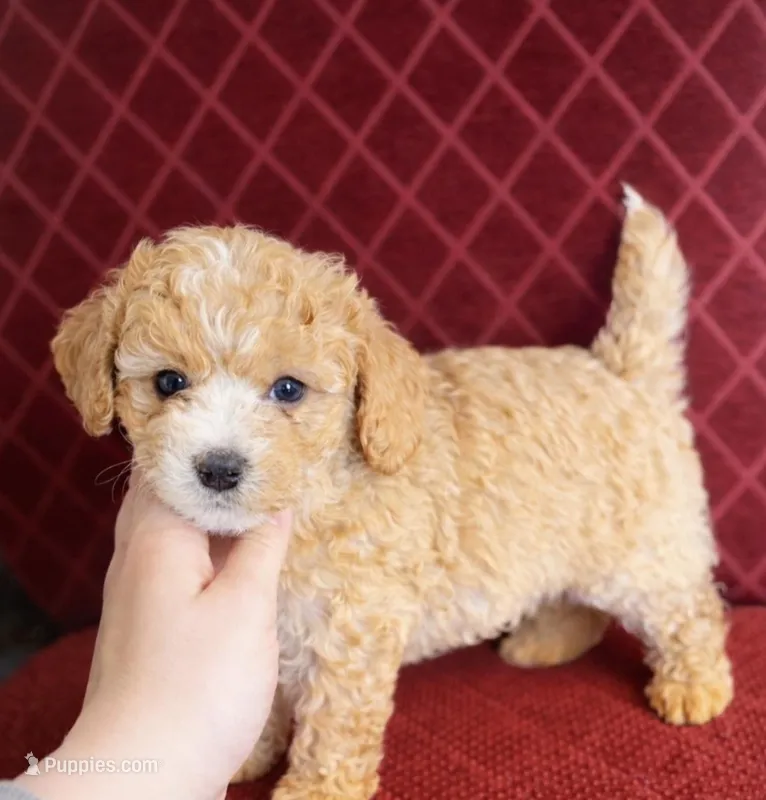 benson  – Cavapoo, Poodle - Toy  puppy for sale in Fort Wayne, IN