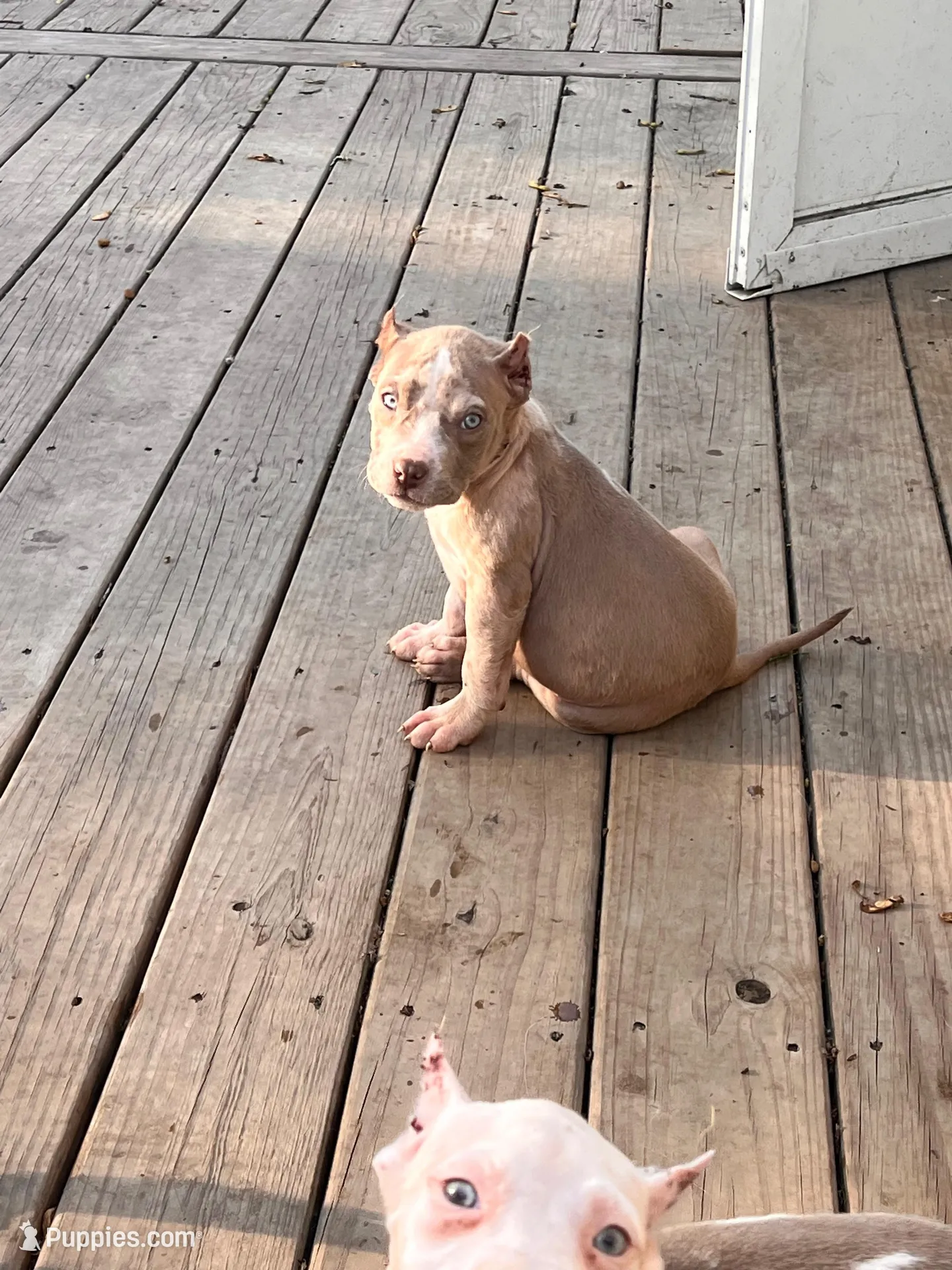 Zues, a male American Bully for sale in Fort Wayne, IN – Photo 2 of 3