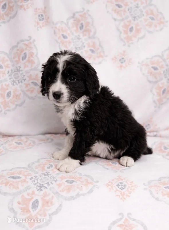 Stella  – Miniature Aussiedoodle puppy for sale in Fort Wayne, IN