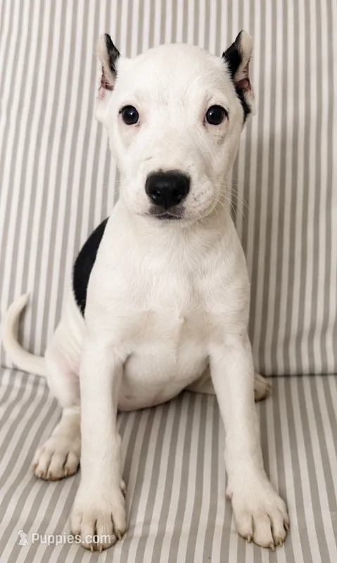 Xena – American Pit Bull Terrier puppy for sale in Fort Wayne, IN